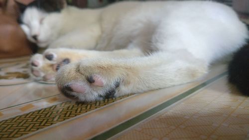 Close-up of dog sleeping