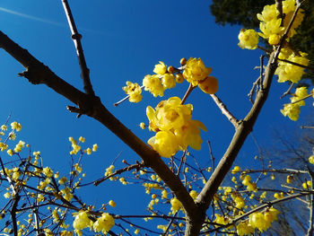 Low angle view of cherry blossoms against clear sky