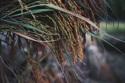 Close-up of crops on field