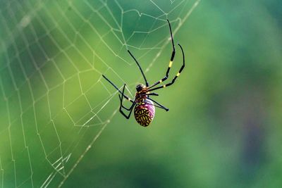 Close-up of spider on web