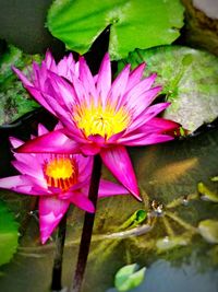 Close-up of lotus water lily in pond