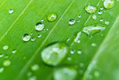 Close-up of raindrops on green leaves