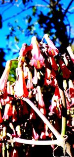 Close-up of insect on flower