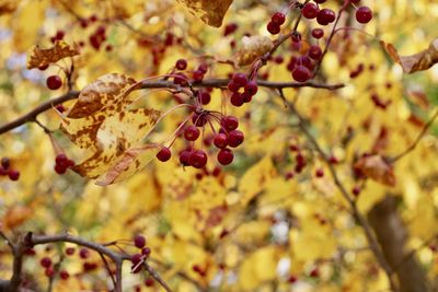 Close-up of berries growing on tree