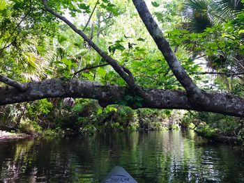 Trees by water