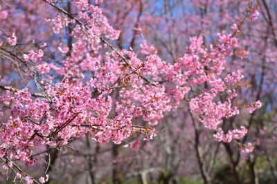 Close-up of pink cherry blossoms in spring