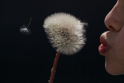 Close-up of hand holding flower over black background