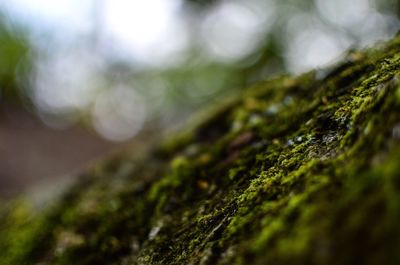 Close-up of moss growing on tree trunk