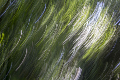 Full frame of palm leaves