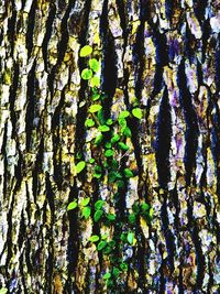 Low angle view of tree trunk