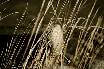 Close-up of stalks in field