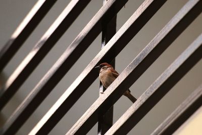 Low angle view of sparrow perching on railing