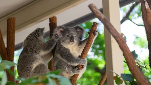 Low angle view of squirrel on tree