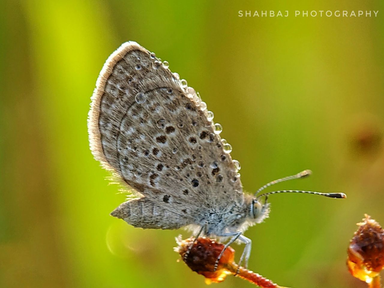 CLOSE-UP OF BUTTERFLY POLLINATING FLOWER