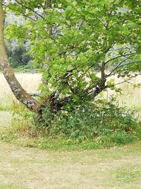 Trees growing on field