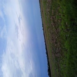 grass