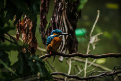 Close-up of bird perching on branch