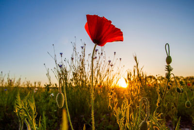 Close-up of red poppy flowers growing in field