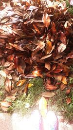 High angle view of dry leaves on field