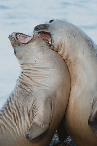 Close-up of seals at beach