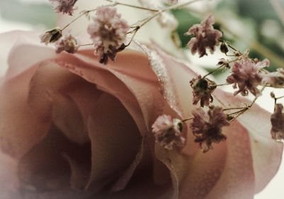 Close-up of fresh flowers on tree