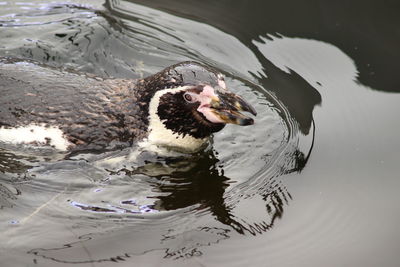 High angle view of pemguin swimming in lake