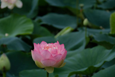 Close-up of pink rose blooming outdoors