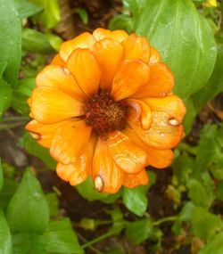 Close-up of orange flower blooming outdoors