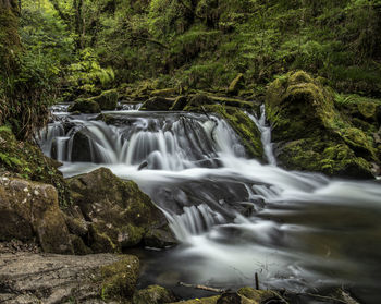 Scenic view of waterfall in forest