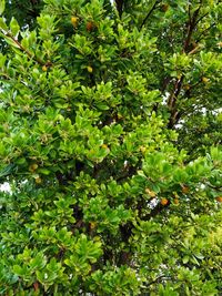 Close-up of fruits on tree