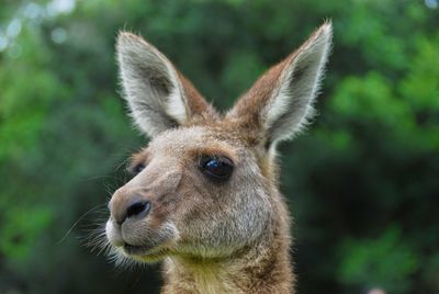 Close-up of kangaroo against trees