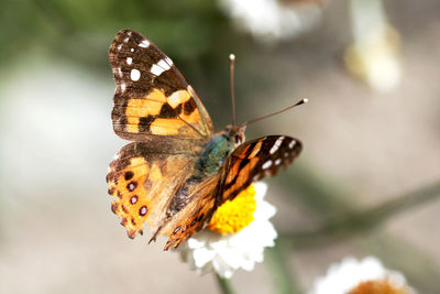 Close-up of butterfly pollinating on flower