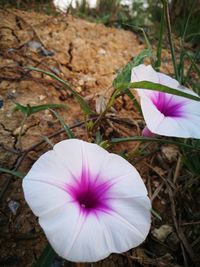 High angle view of purple crocus blooming outdoors