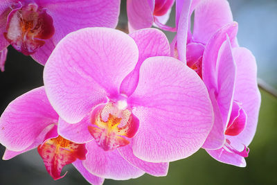 Close-up of pink orchids