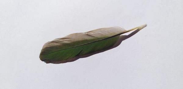 High angle view of green plant against white background