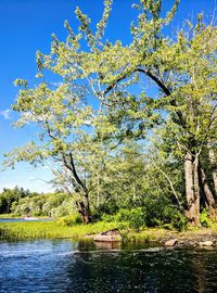 Tree by lake against clear blue sky