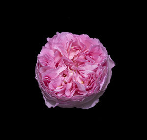 Close-up of pink rose against black background