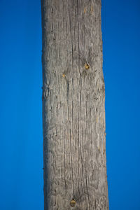 Low angle view of tree trunk against blue sky