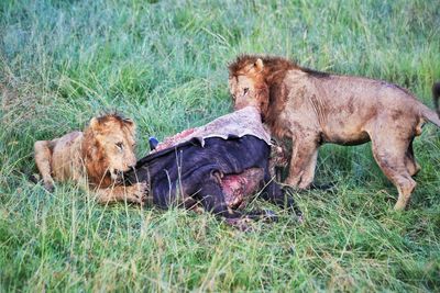 Lions eating prey on grassy field