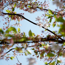 Low angle view of cherry blossoms in spring