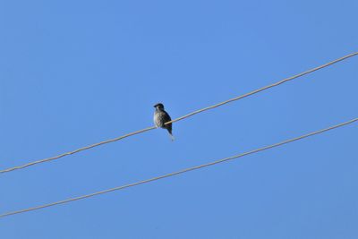 Low angle view of bird perching on cable