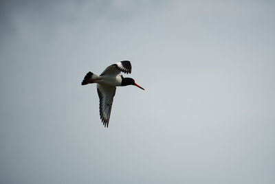 Low angle view of bird flying