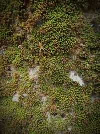 High angle view of lizard on tree