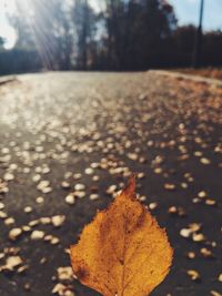 Close-up of dry maple leaves on road