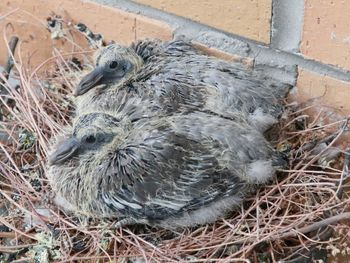 High angle view of bird in nest