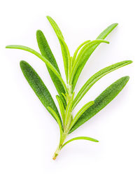 Close-up of green plant against white background