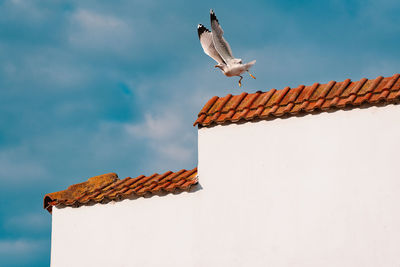 Low angle view of seagull flying on roof against building