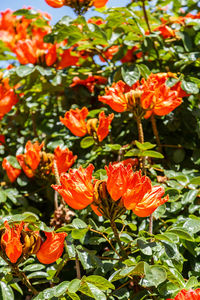 Close-up of orange flowers blooming outdoors