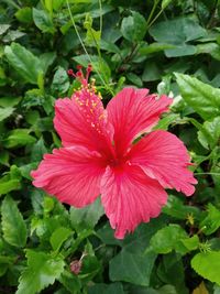 Close-up of red hibiscus flower