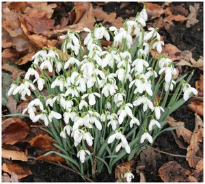 Close-up of white flowers